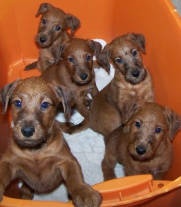 puppies-sacramento-irish-terrier-northern-california-pg-5.jpg