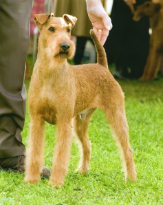 sacramento-irish-terrier-northern-california-aidan-3