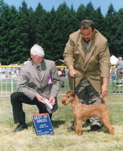 sacramento-irish-terrier-northern-california-roz